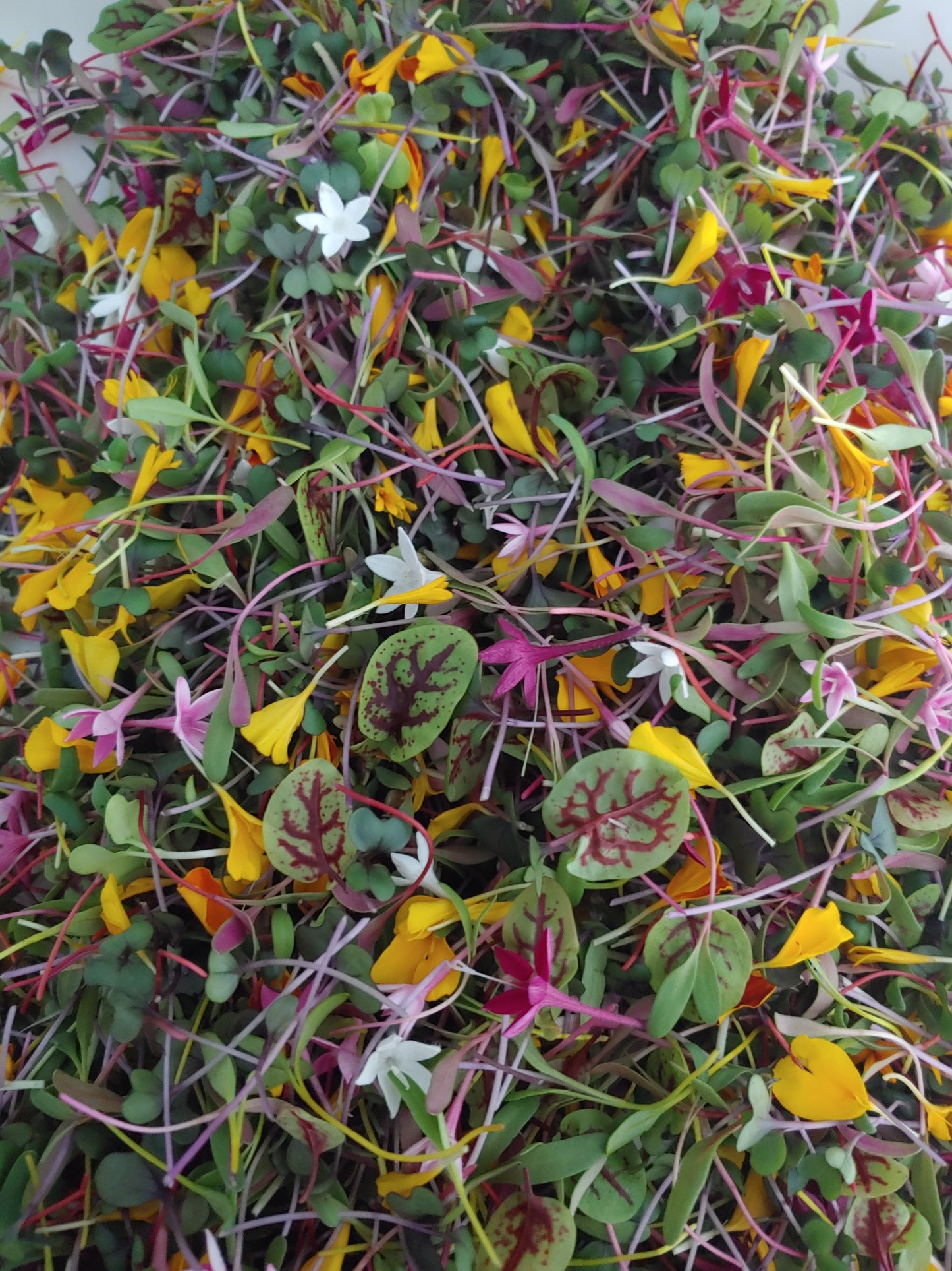 Petals and Stars Mix 1qt