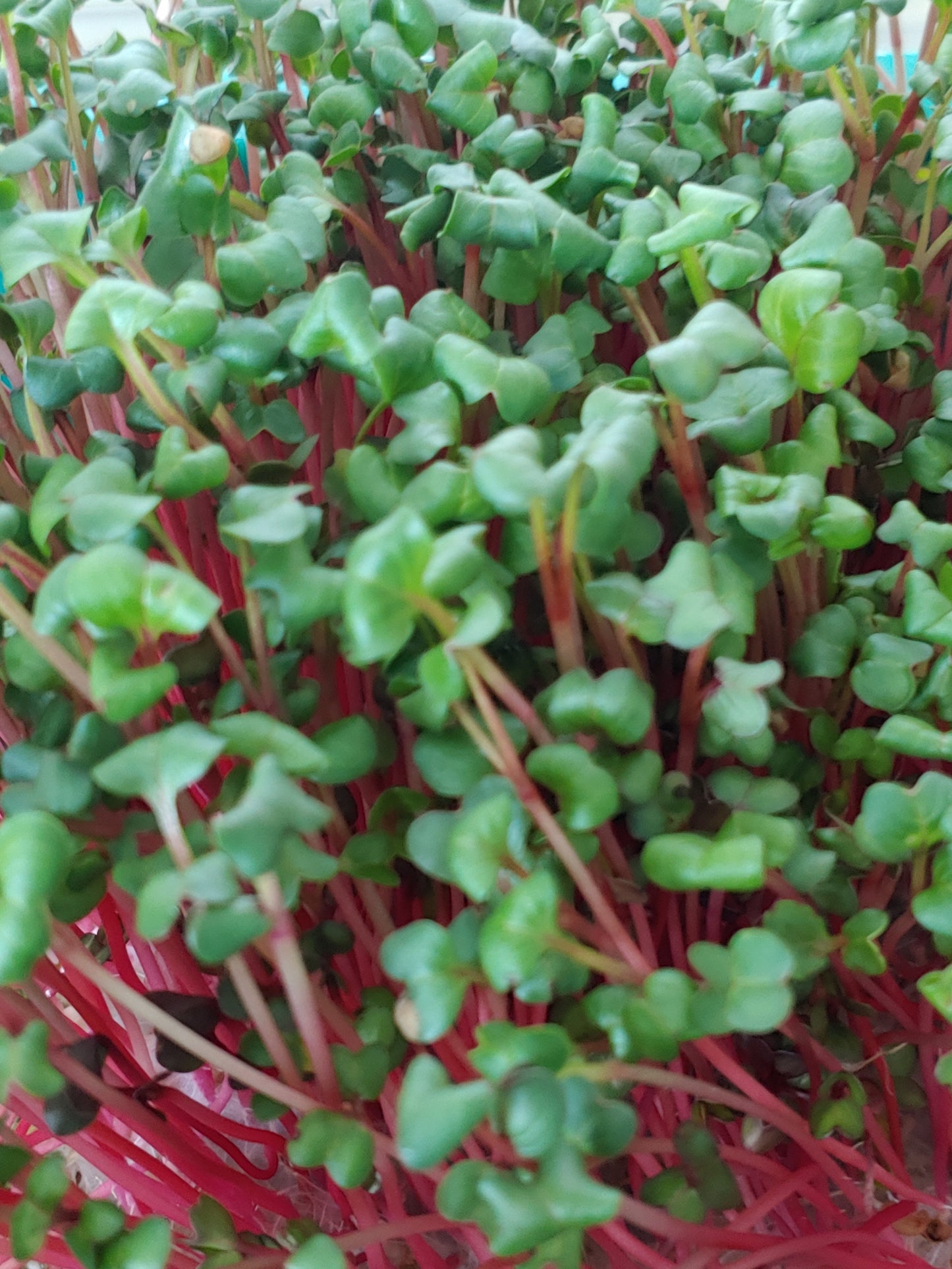 Red Radish