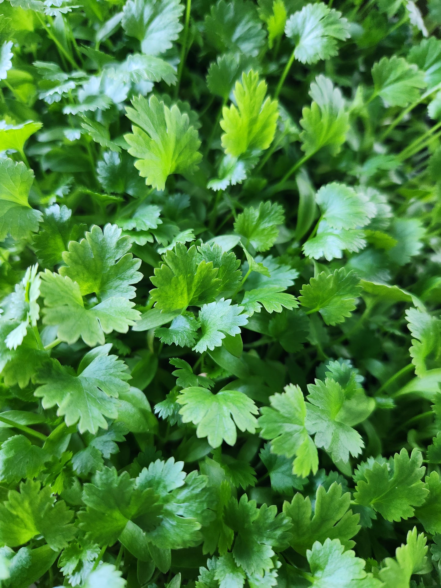 Cilantro