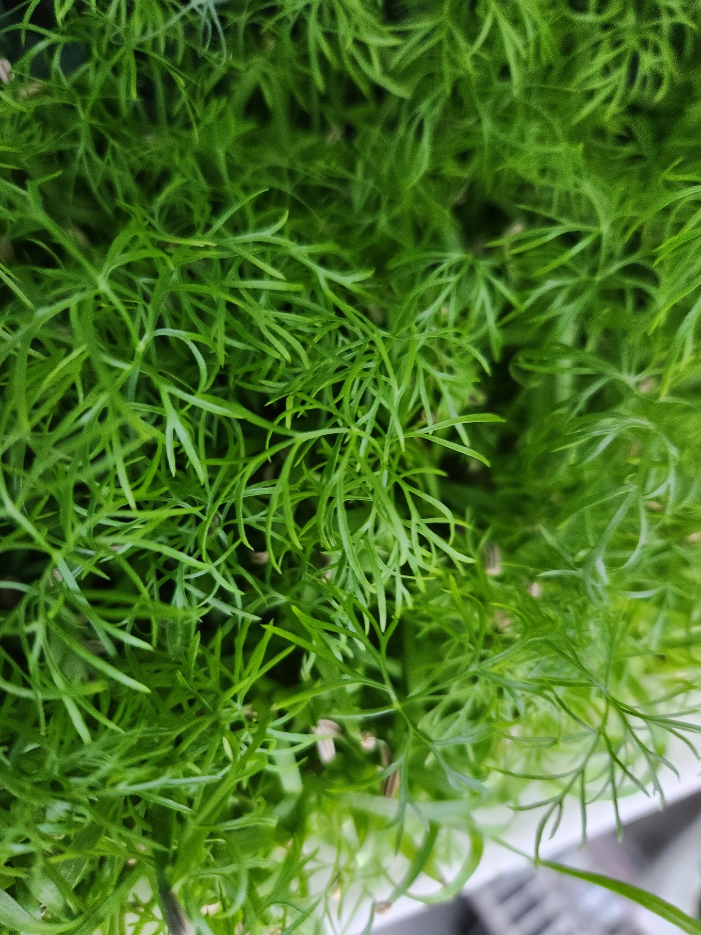 Fennel