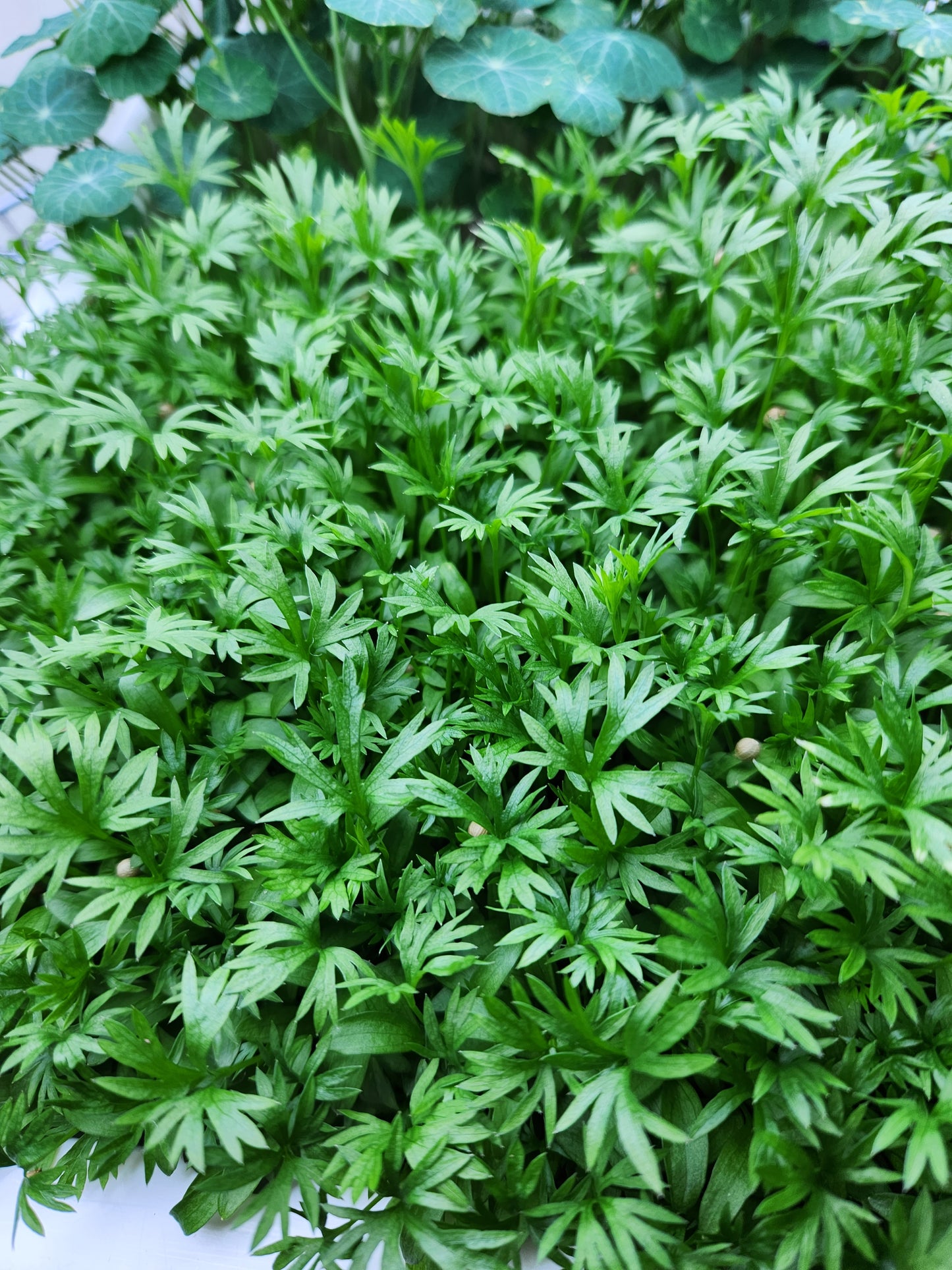 Confetti Cilantro