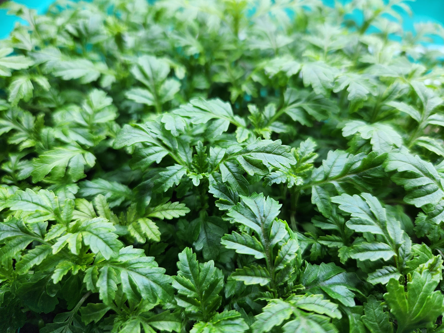 Tangerine Gem Marigold