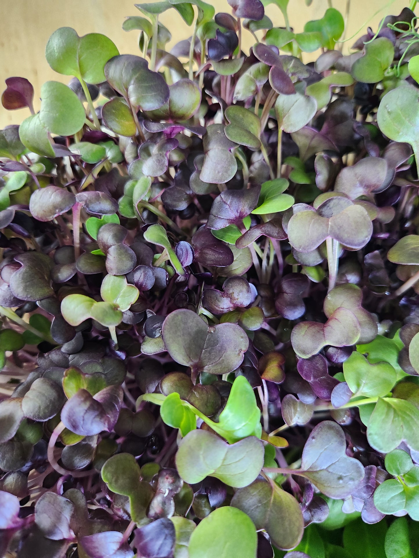 Purple Radish