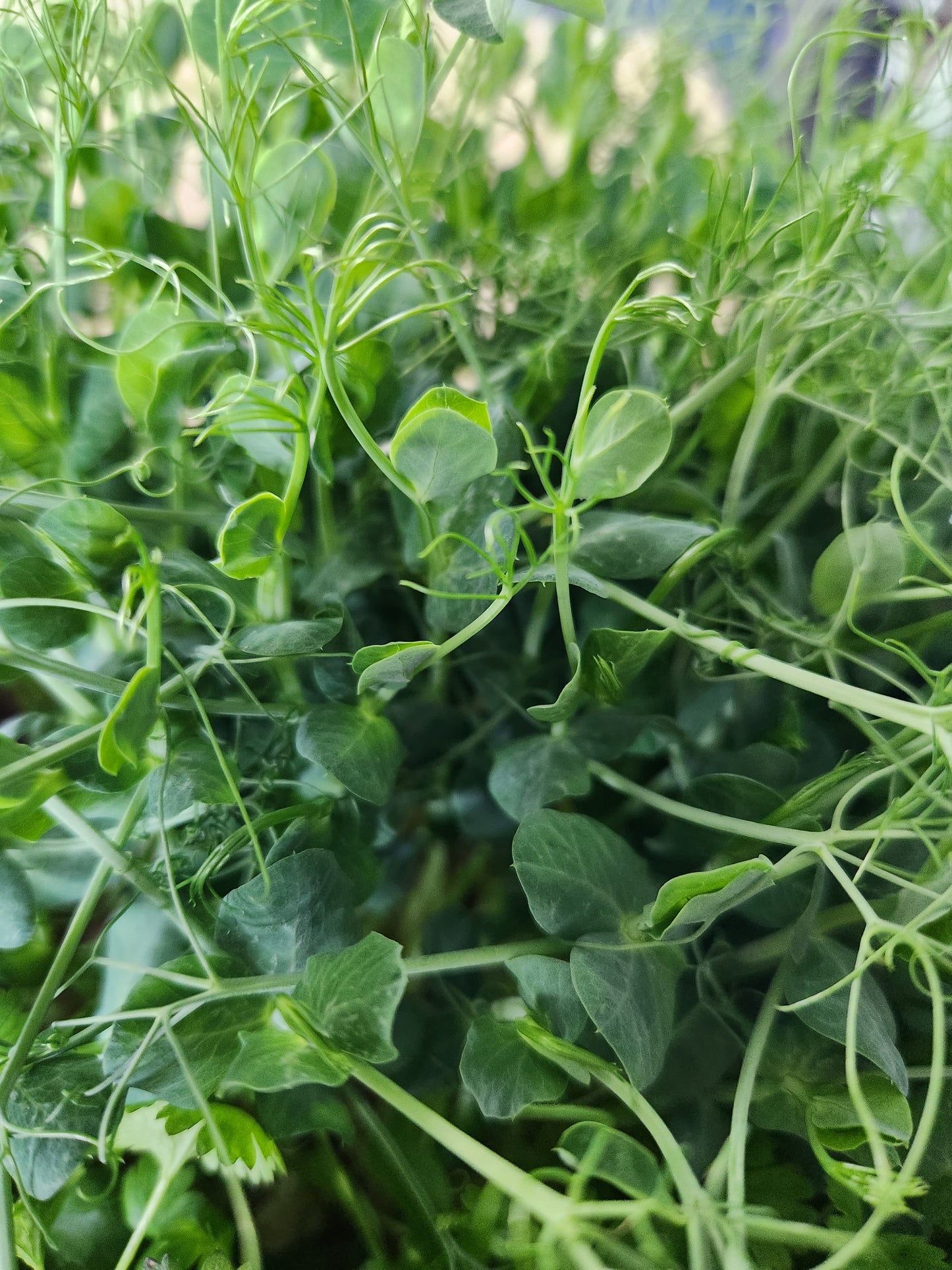 Pea Tendrils