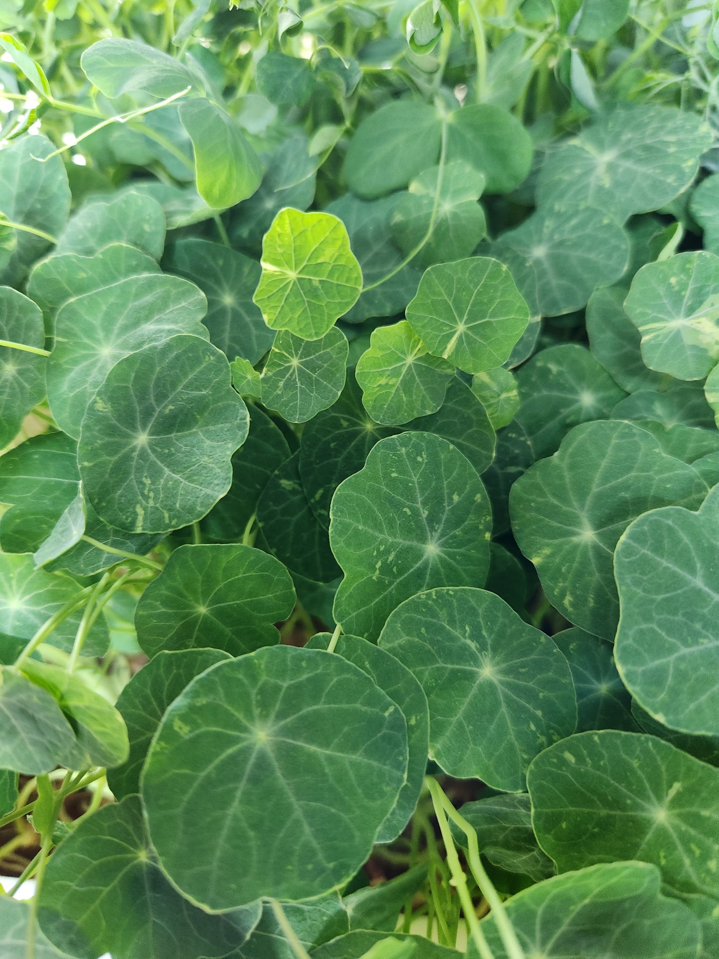 Nasturtium