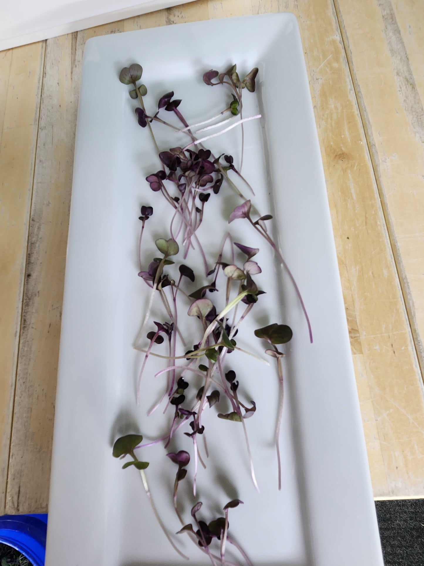 Purple Radish