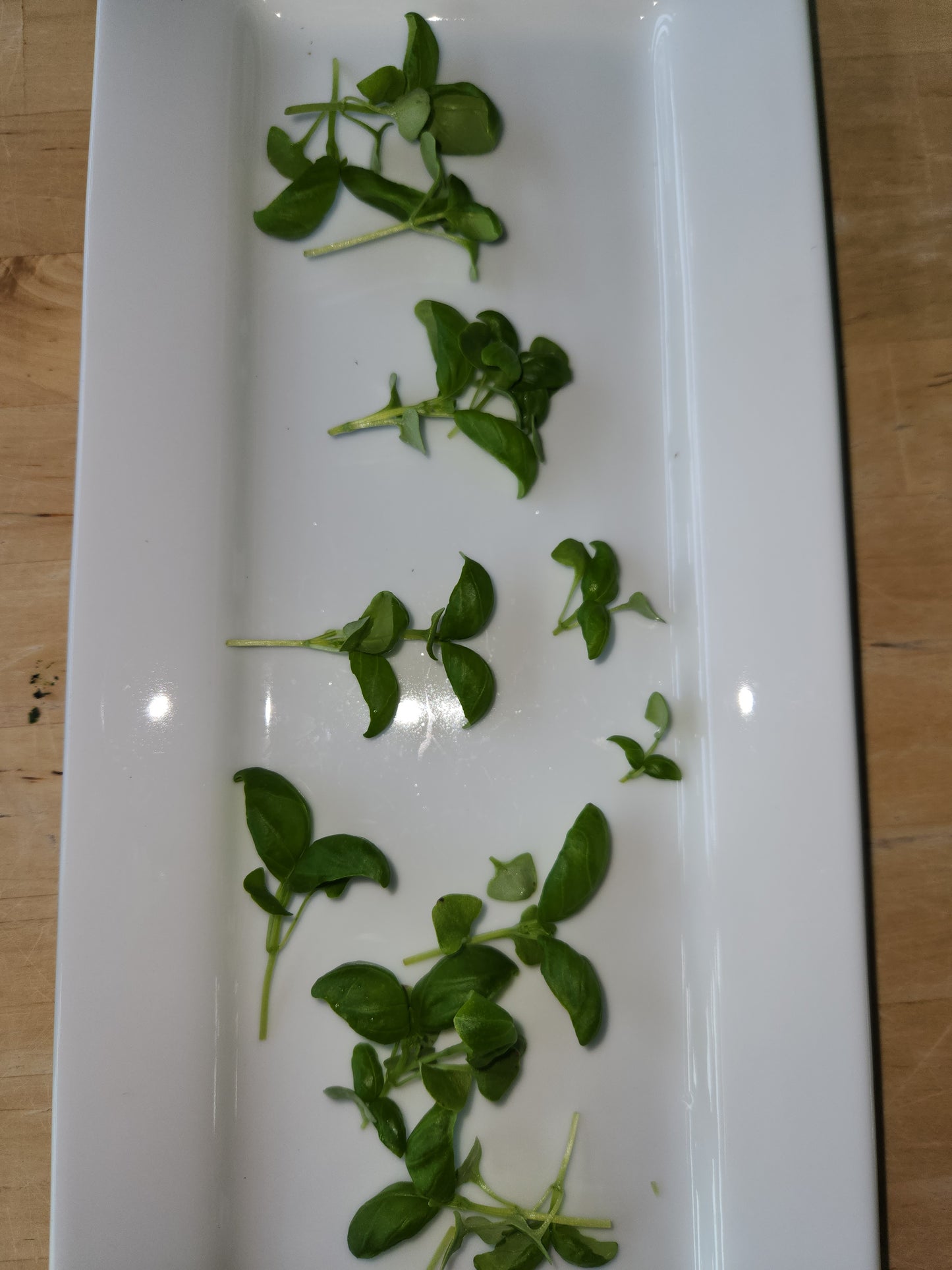 Genovese Basil